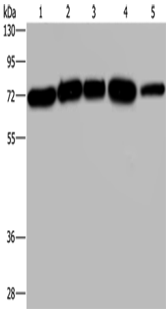 AGFG1 Polyclonal Antibody – Figure 1 of 4