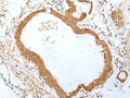 PEG3 Polyclonal Antibody – Figure 1 of 3