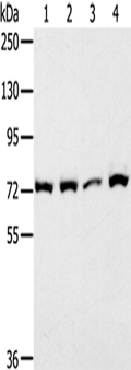 CAPN1 Polyclonal Antibody – Figure 1 of 2