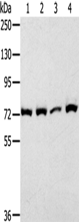 CAPN1 Polyclonal Antibody – Figure 1 of 2