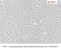 Immortalized Mouse Retinal Pigmented Epithelial Cells - HPV16 E6/E7 | Applied Biological Materials (abm)
