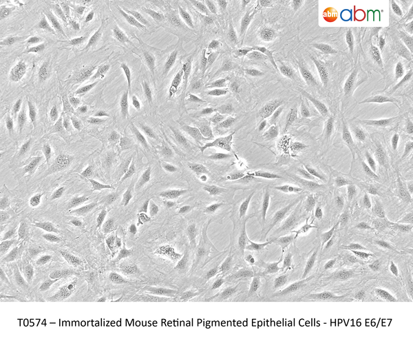 Immortalized Mouse Retinal Pigmented Epithelial Cells - HPV16 E6/E7 | Applied Biological Materials (abm)