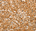 BCL2L14 Polyclonal Antibody – Figure 1 of 3