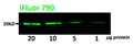 Cell lysate was loaded at the concentration listed and blotted on PVDF. Primary anti-tubulin mAb (1:1000) for 1 hr. Secondary Caprico iFluor™ 790 (1:20,000) for 1 hr. Membranes were imaged using Licor Classic.