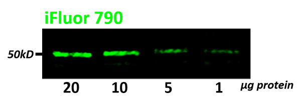 Cell lysate was loaded at the concentration listed and blotted on PVDF. Primary anti-tubulin mAb (1:1000) for 1 hr. Secondary Caprico iFluor™ 790 (1:20,000) for 1 hr. Membranes were imaged using Licor Classic.