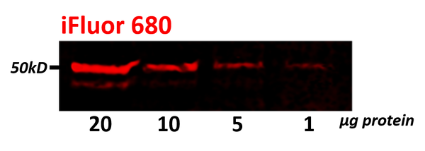 Cell lysate was loaded at the concentration listed and blotted on PVDF. Primary anti-tubulin mAb (1:1000) for 1 hr. Secondary Caprico iFluor™ 680 (1:20,000) for 1 hr. Membranes were imaged using Licor Classic.