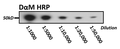 30 µg of cell lysate were loaded in each lane and blotted on PVDF. Primary anti-tubulin mAb (1:1000) for 1 hr. Secondary Caprico DαM (at various dilutions as shown) for 1 hr. 10 sec exposure with classical ECL (Pierce).