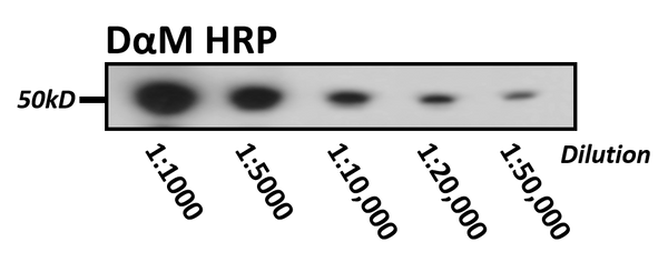30 µg of cell lysate were loaded in each lane and blotted on PVDF. Primary anti-tubulin mAb (1:1000) for 1 hr. Secondary Caprico DαM (at various dilutions as shown) for 1 hr. 10 sec exposure with classical ECL (Pierce).