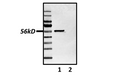 Western Blot of p53 expression in whole cell lysates of MDA-MB-231 human breast cancer cells (lane 1) and HCT-116 colon cancer cells (lane 2).