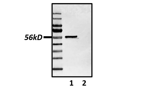 Western Blot of p53 expression in whole cell lysates of MDA-MB-231 human breast cancer cells (lane 1) and HCT-116 colon cancer cells (lane 2).