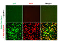 PitRE Reporter Lentivirus – Figure 1