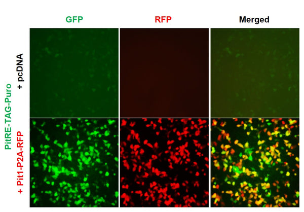 PitRE Reporter Lentivirus – Figure 1