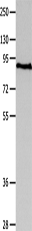 MAGED1 Polyclonal Antibody – Figure 1 of 4
