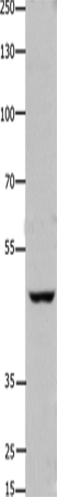 FOXD3 Polyclonal Antibody – Figure 1 of 2