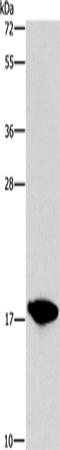 CCL16 Polyclonal Antibody – Figure 1 of 4