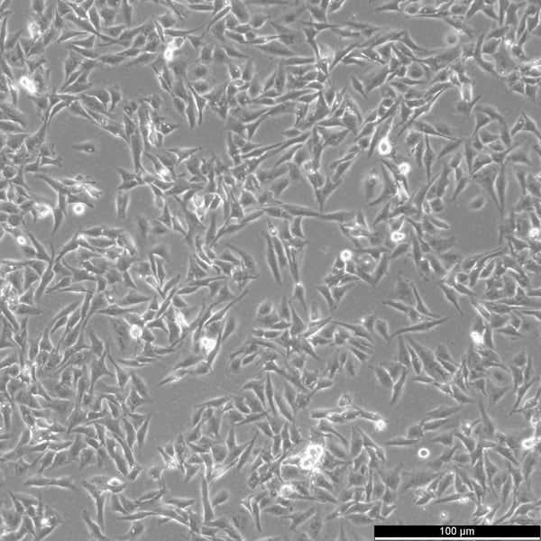 SW-684 cell