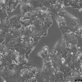 HROC334 cell