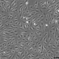 ARPE-19 cell