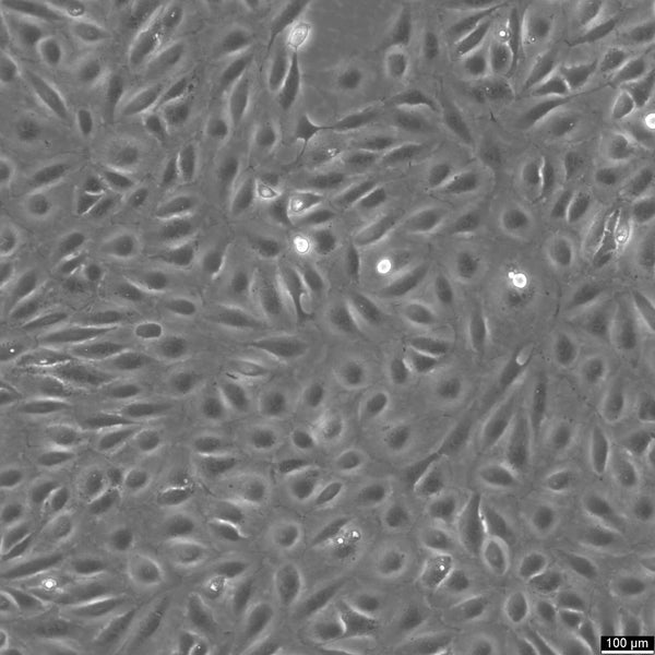ARPE-19 cell