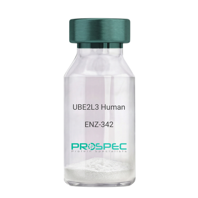 UBE2L3 Human