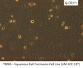 Squamous Cell Carcinoma Cell Line (UM-SCC-127) | Applied Biological Materials (abm)