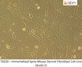 Immortalized Spiny Mouse Dermal Fibroblast Cell Line (AcoSI-1) | Applied Biological Materials (abm)