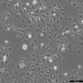 PtK2 cell