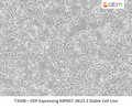 GFP Expressing MPNST JW23.3 Stable Cell Line | Applied Biological Materials (abm)