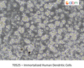Immortalized Human Dendritic Cells | Applied Biological Materials (abm)