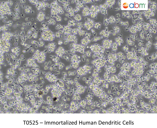 Immortalized Human Dendritic Cells | Applied Biological Materials (abm)