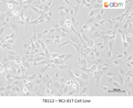 RCJ-41T Cell Line – Figure 1 of 1