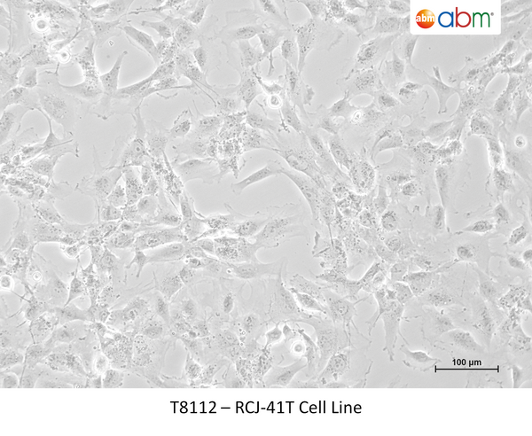 RCJ-41T Cell Line – Figure 1 of 1