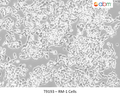 RM-1 Cells | Applied Biological Materials (abm)