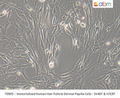 Immortalized Human Hair Follicle Dermal Papilla Cells - SV40T & hTERT | Applied Biological Materials (abm)
