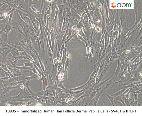 Immortalized Human Hair Follicle Dermal Papilla Cells - SV40T & hTERT | Applied Biological Materials (abm)