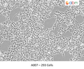 293 Cells – Figure 1 of 1