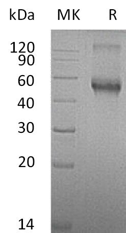 Recombinant Mouse ALK-1/ACVRL1 Protein (Fc Tag) – Figure 1 of 2