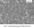Cas9 Expressing U-87 MG Cell Line | Applied Biological Materials (abm)