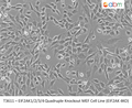 EIF2AK1/2/3/4 Quadruple Knockout MEF Cell Line (EIF2AK 4KO) | Applied Biological Materials (abm)