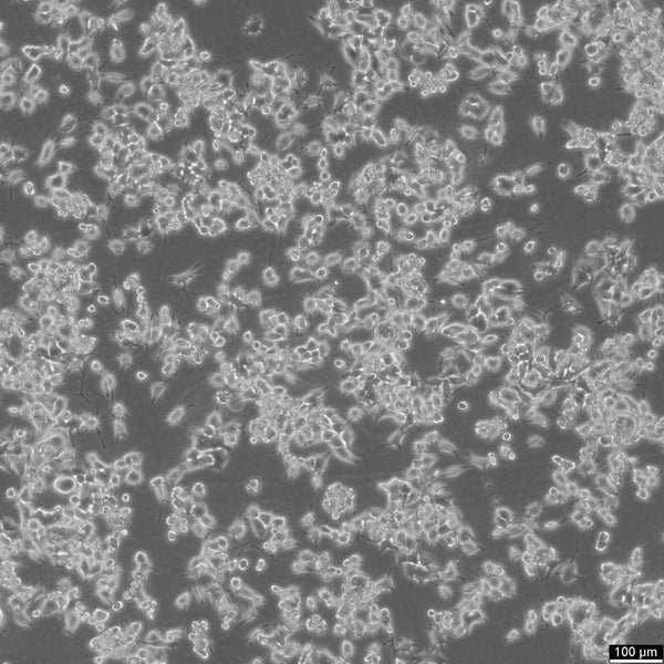 RAG cell