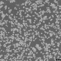 RAW 264.7 cell