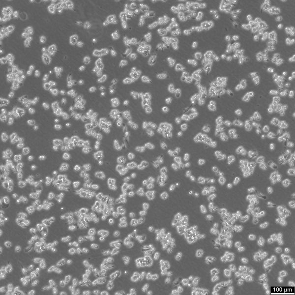 RAW 264.7 cell