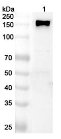 Western blot analysis was performed using anti-ANPEP polyclonal antibody at 1ug/mL on various samples.
Lane 1: PC-3 cell lysate