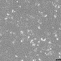 RBE cell