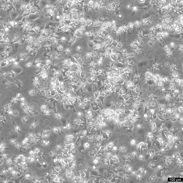 RBL-2H3 cell
