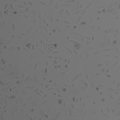 RCC-FG2 cell