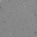 RCC-JW cell