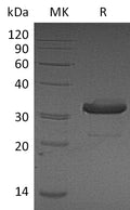 Recombinant Mouse IgG3-Fc Protein – Figure 1 of 2