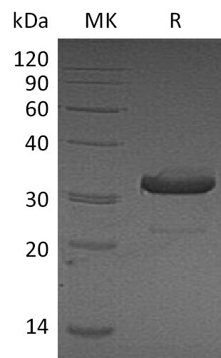 Recombinant Mouse IgG3-Fc Protein – Figure 1 of 2