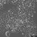 RD-ES cell